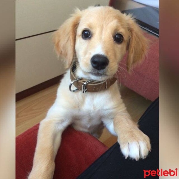 Golden Retriever, Köpek  Z fotoğrafı