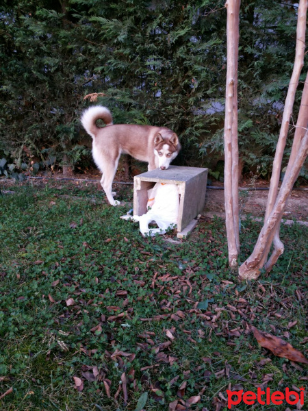 Sibirya Kurdu (Husky), Köpek  İce fotoğrafı