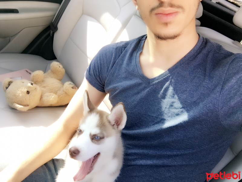 Sibirya Kurdu (Husky), Köpek  İce fotoğrafı