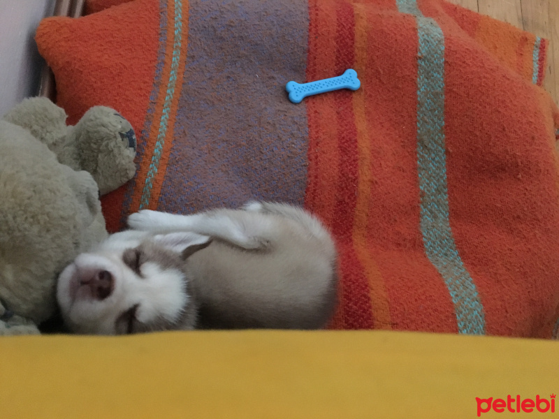 Sibirya Kurdu (Husky), Köpek  İce fotoğrafı