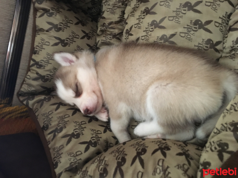 Sibirya Kurdu (Husky), Köpek  İce fotoğrafı
