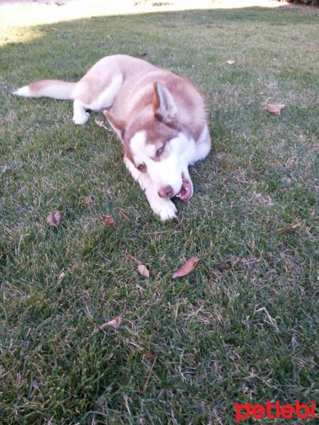 Sibirya Kurdu (Husky), Köpek  İce fotoğrafı