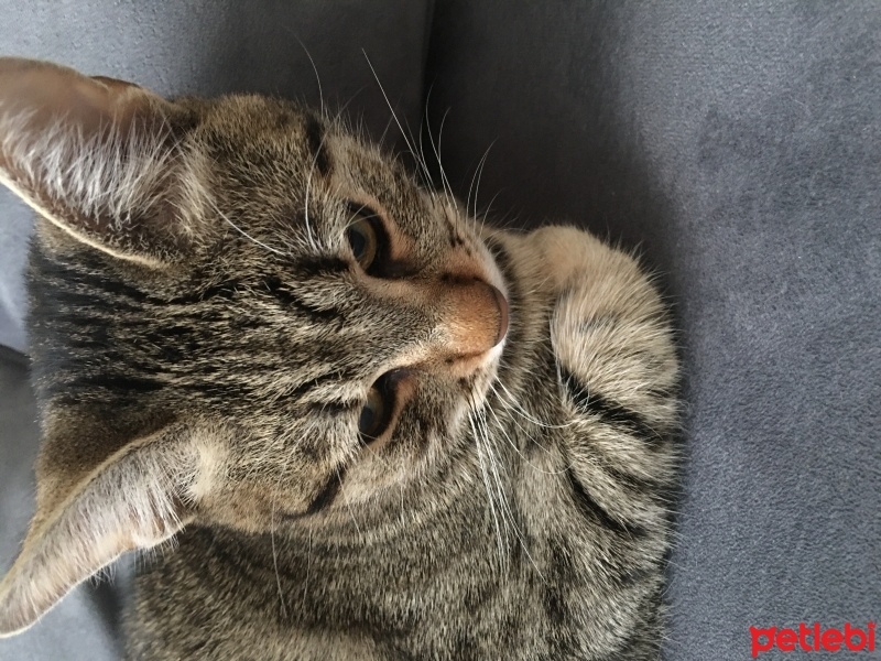 Tekir Kedi, Kedi  Şükrü fotoğrafı
