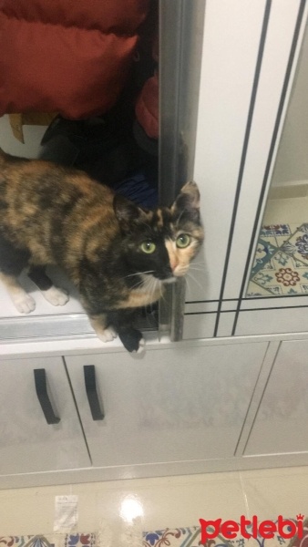 Tekir Kedi, Kedi  Zilli fotoğrafı