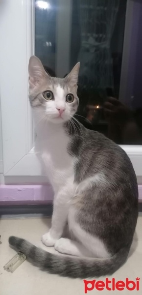 Tekir Kedi, Kedi  Paşa fotoğrafı