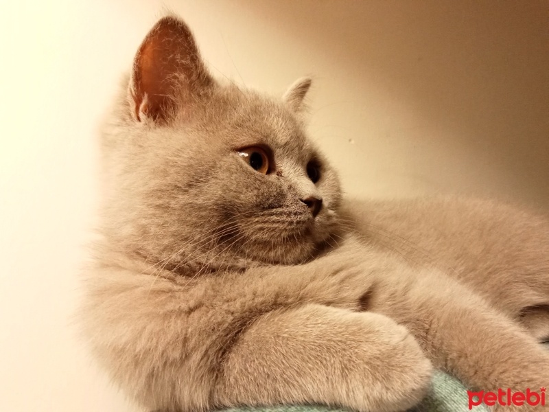 British Shorthair, Kedi  Jack fotoğrafı