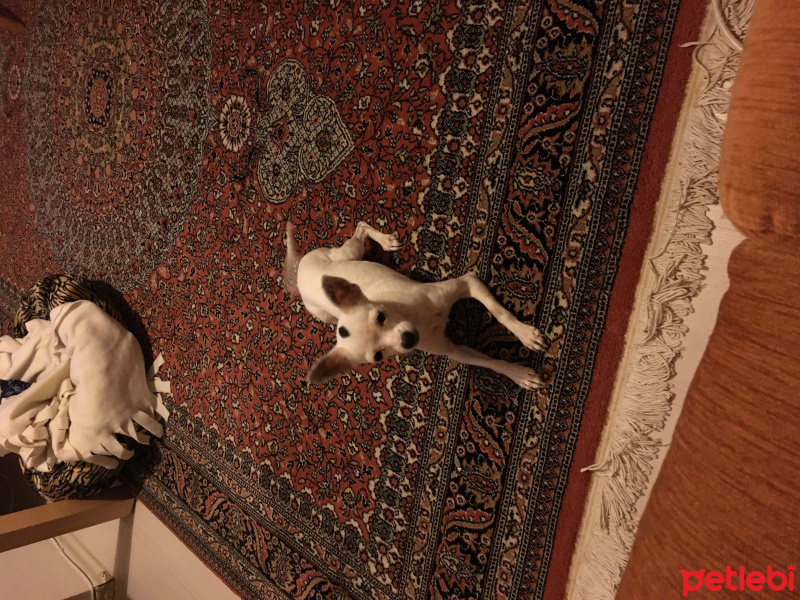 Chihuahua, Köpek  Prencess fotoğrafı