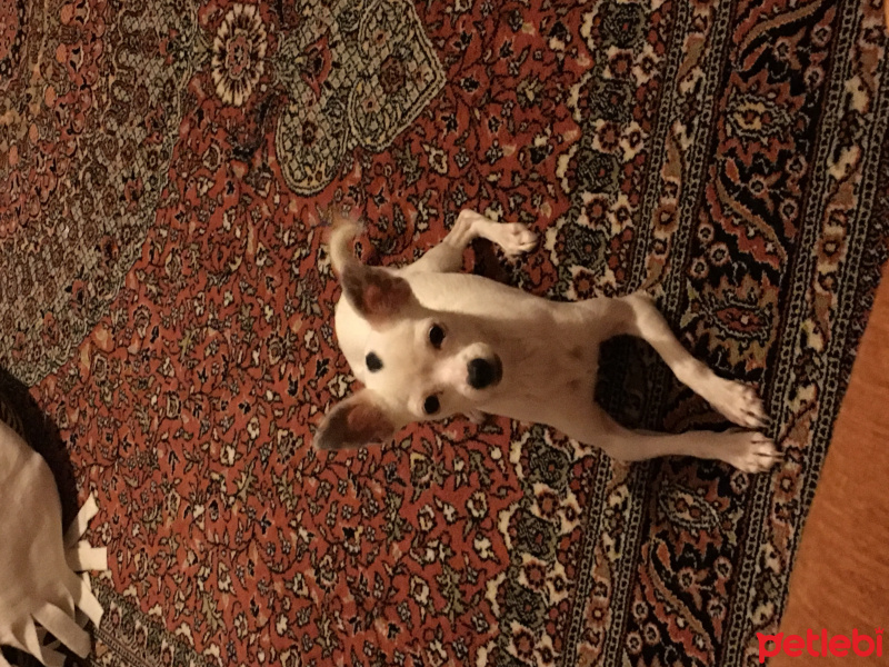 Chihuahua, Köpek  Prencess fotoğrafı