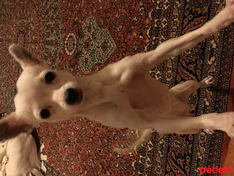 Chihuahua, Köpek  Prencess fotoğrafı