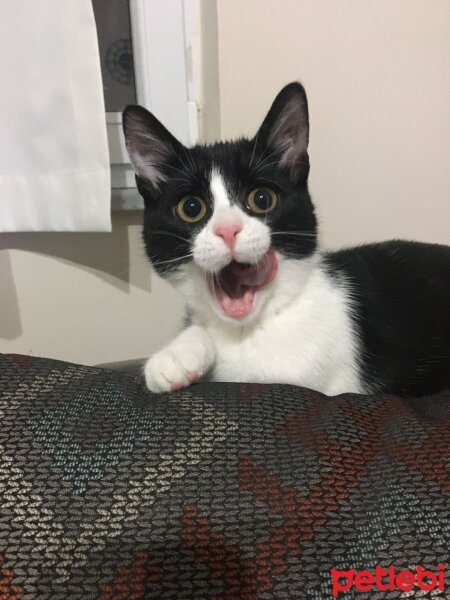 Tuxedo (Smokin) Kedi, Kedi  Mişa fotoğrafı