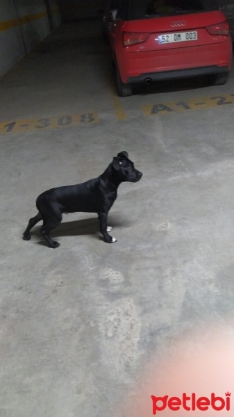Amerikan Staffordshire Terrier, Köpek  Hades fotoğrafı