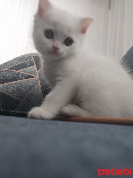 British Shorthair, Kedi  Casper fotoğrafı