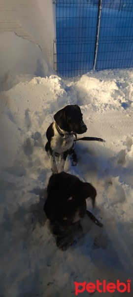 Pointer, Köpek  Çilek fotoğrafı