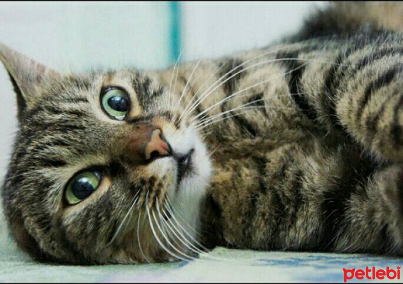 Ankara Kedisi, Kedi  Çamur fotoğrafı