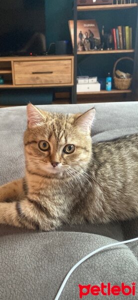 British Shorthair, Kedi  Maylo fotoğrafı