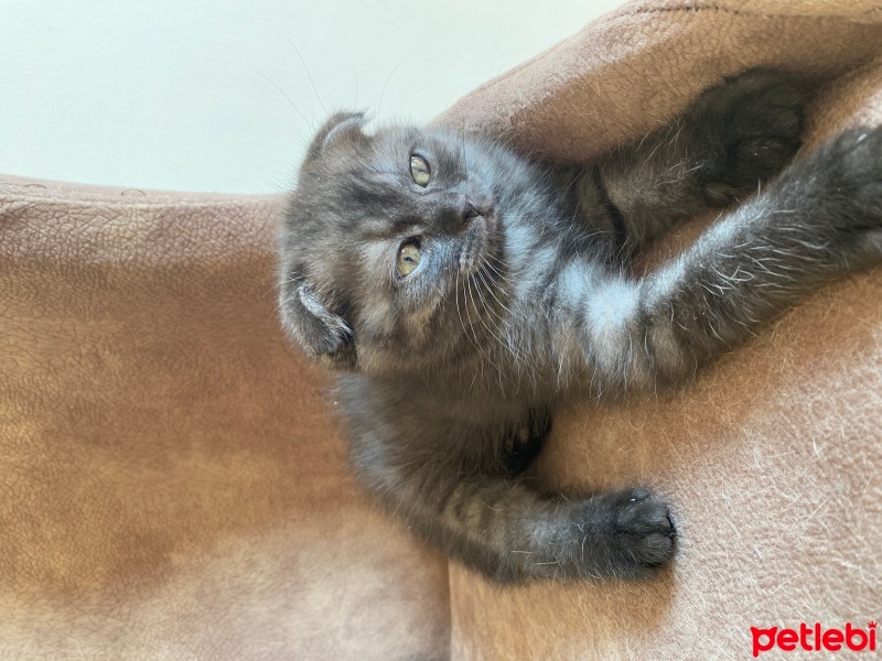 Scottish Fold, Kedi  Gece fotoğrafı