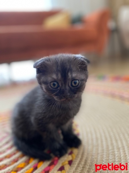 Scottish Fold, Kedi  Gece fotoğrafı