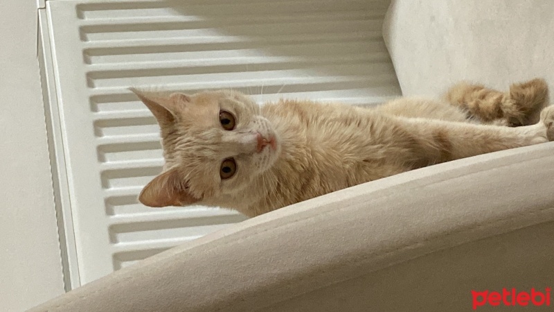 Sarman, Kedi  Balım fotoğrafı