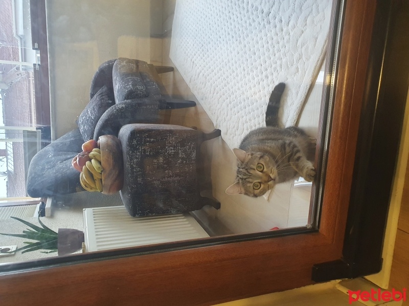 British Shorthair, Kedi  Kontes fotoğrafı