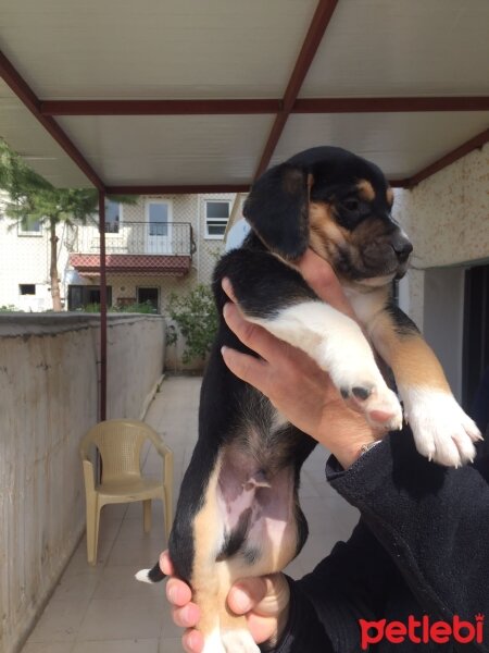 Alman Kısa Tüylü Pointer, Köpek  Minikler yuva arıyor fotoğrafı