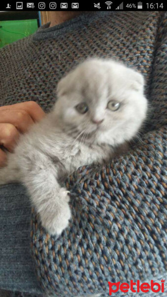 British Shorthair, Kedi  Liyal fotoğrafı