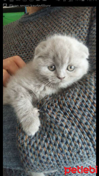 British Shorthair, Kedi  Liyal fotoğrafı