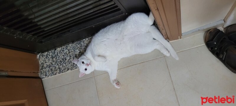 British Shorthair, Kedi  Aren fotoğrafı