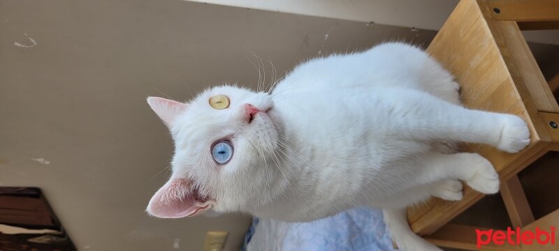 British Shorthair, Kedi  Aren fotoğrafı