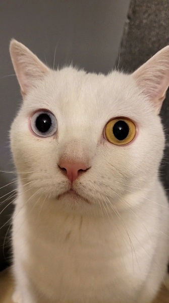 British Shorthair, Kedi  Aren fotoğrafı