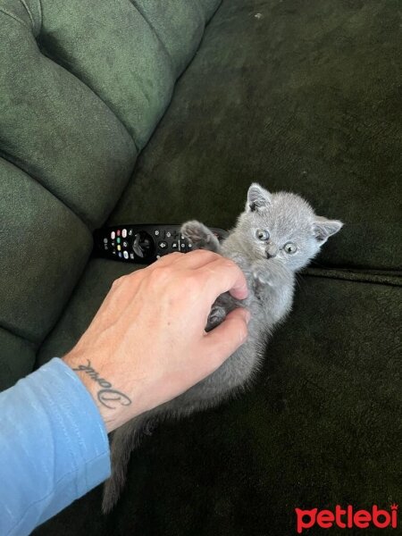 British Shorthair, Kedi  PAMUK fotoğrafı