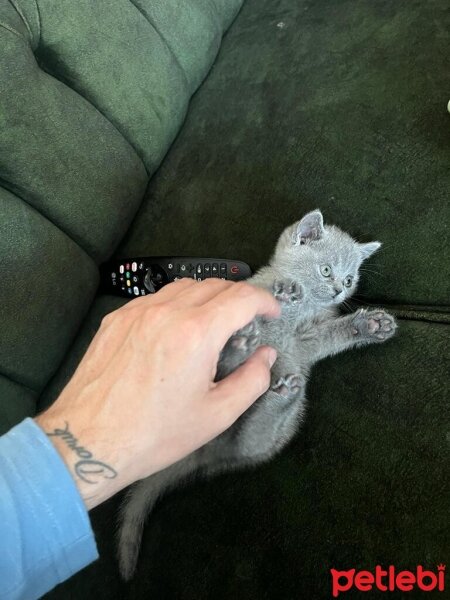 British Shorthair, Kedi  PAMUK fotoğrafı