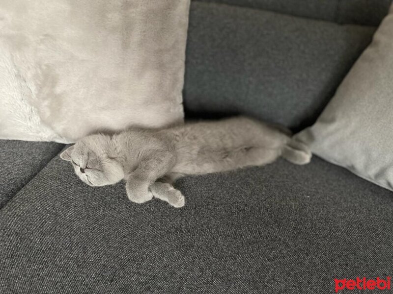 British Shorthair, Kedi  PAMUK fotoğrafı