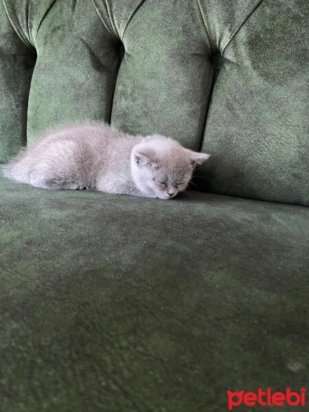 British Shorthair, Kedi  PAMUK fotoğrafı