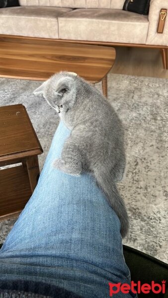 British Shorthair, Kedi  PAMUK fotoğrafı