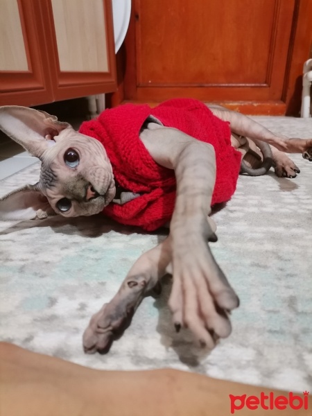 Sphynx, Kedi  Şukufe fotoğrafı