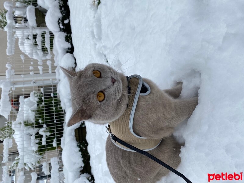 British Shorthair, Kedi  Latte fotoğrafı