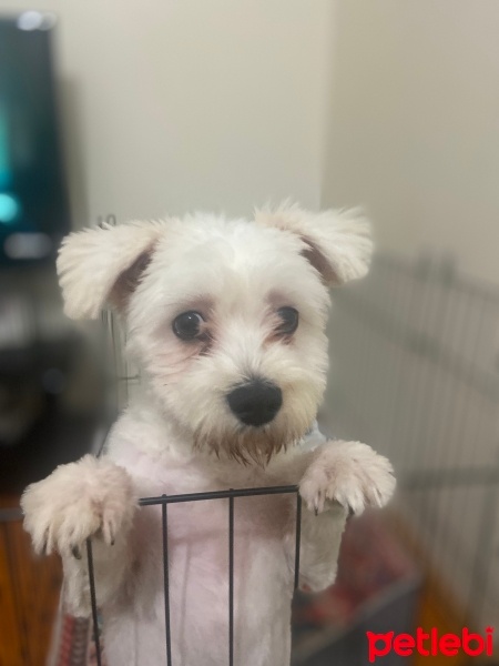 Maltese, Köpek  Köpük fotoğrafı