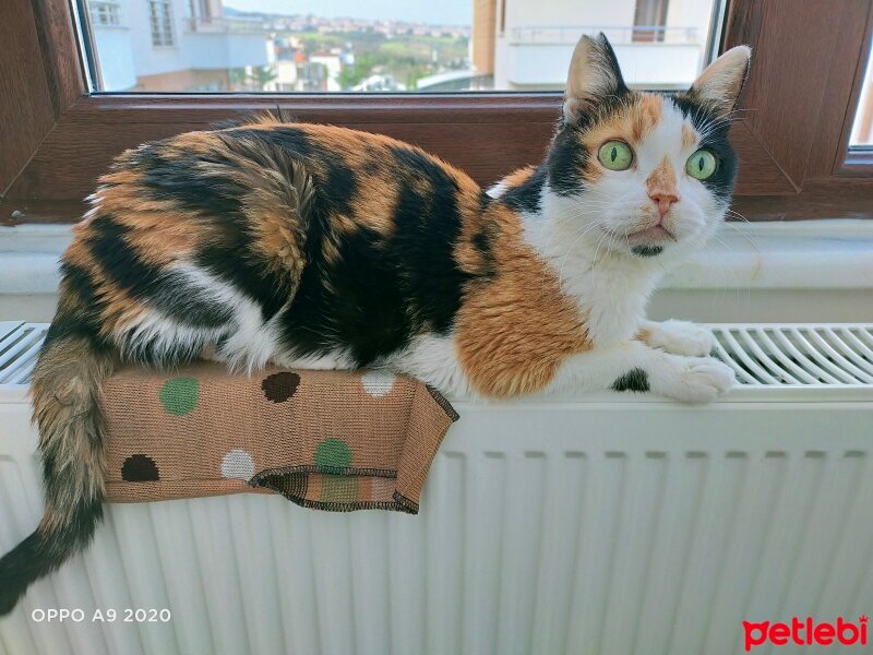 Soke, Kedi  Zeyna fotoğrafı