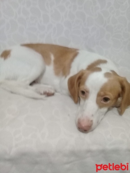Jack Russell Terrier, Köpek  Maya fotoğrafı