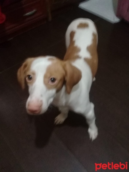 Jack Russell Terrier, Köpek  Maya fotoğrafı
