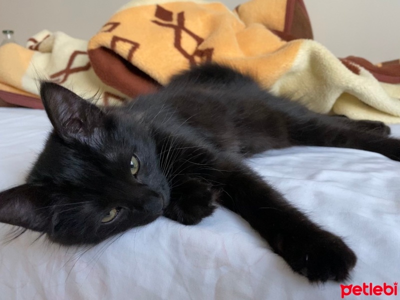 Tekir Kedi, Kedi  Gece fotoğrafı