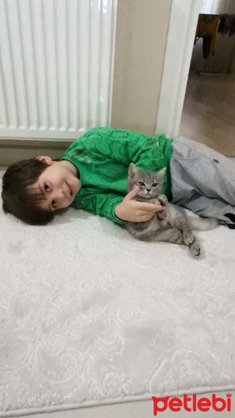 British Shorthair, Kedi  Boncuk fotoğrafı