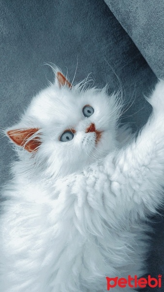 İran Kedisi (Persian), Kedi  Prenses fotoğrafı