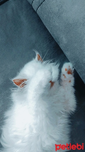 İran Kedisi (Persian), Kedi  Prenses fotoğrafı