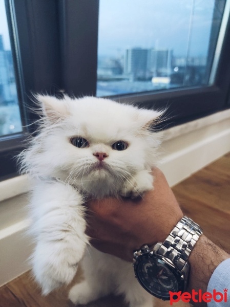 İran Kedisi (Persian), Kedi  Prenses fotoğrafı