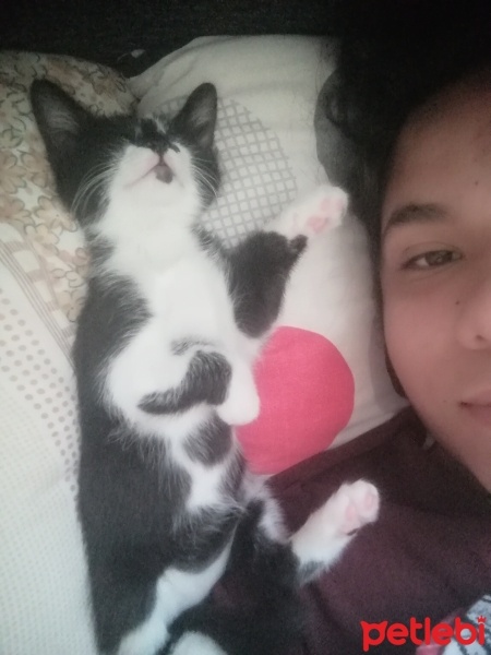 Tekir Kedi, Kedi  Miya fotoğrafı
