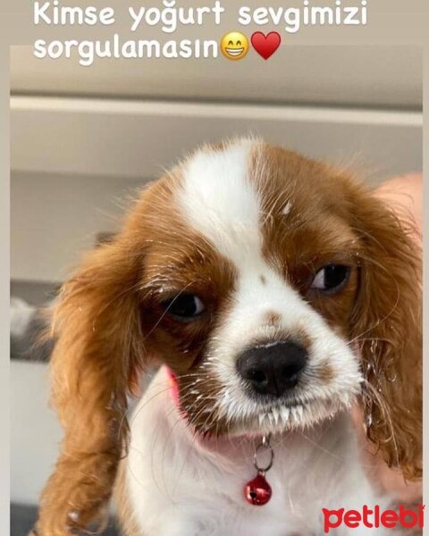 Cavalier King Charles Spanieli, Köpek  zeus fotoğrafı