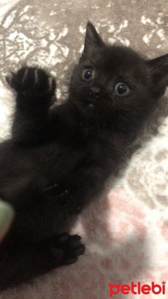 Scottish Fold, Kedi  Alfa fotoğrafı