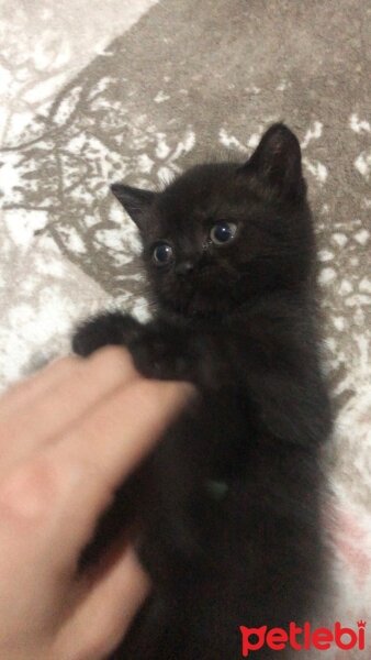 Scottish Fold, Kedi  Alfa fotoğrafı