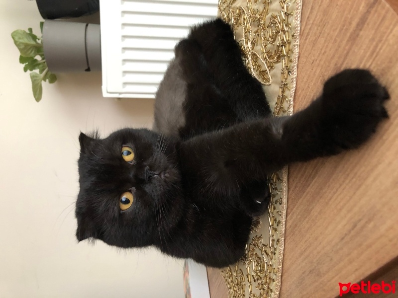 Scottish Fold, Kedi  Zeytin fotoğrafı